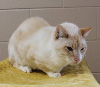 Angel - 43687 -  Domestic Short Hair Cat for Adoption in Prattville, Alabama - Angel - 43687 | PetCurious