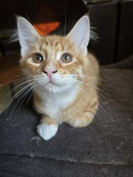 Zoloft -  Tabby and Domestic Short Hair Cat for Adoption in Dallas, Texas - Zoloft | PetCurious