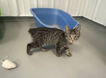 American Bobtail Cats Available for Adoption in Big Rapids, Michigan - Zoey | PetCurious
