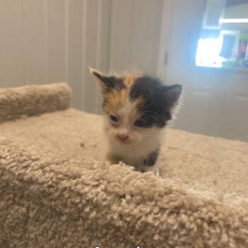 Annie -  Domestic Short Hair Cat for Adoption in Brookfield, Missouri - Annie | PetCurious