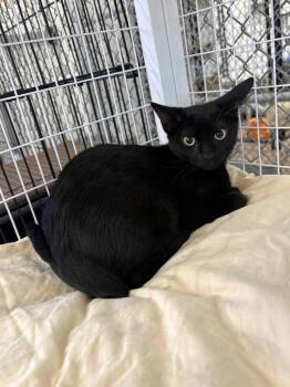 Rosa Parks -  Domestic Short Hair Cat Available for Adoption in Youngtown, Arizona - Rosa Parks | PetCurious