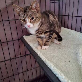 Domestic Short Hair Cats Available for Adoption in North Brunswick Township, New Jersey - Waylon | PetCurious