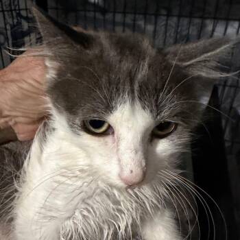 Princeton -  Domestic Short Hair Cat for Adoption in Waldorf, Maryland - Princeton | PetCurious