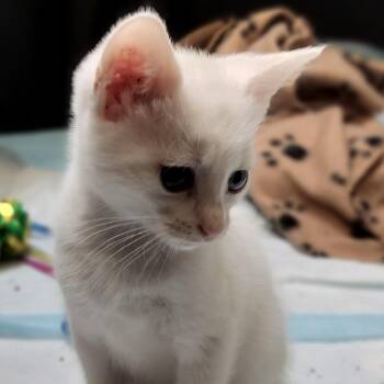 Basil -  Domestic Medium Hair Cat for Adoption in Charlotte, North Carolina - Basil | PetCurious
