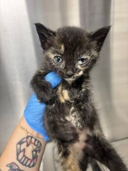 Tarzhay -  Domestic Short Hair Cat for Adoption in Fresno, California - Tarzhay | PetCurious