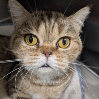 Skye #136 -  Scottish Fold Cat for Adoption in Calverton, New York - Skye #136 | PetCurious
