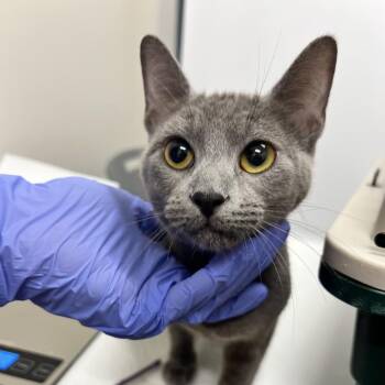 Juniper -  Domestic Short Hair Cat for Adoption in Chattanooga, Tennessee - Juniper | PetCurious