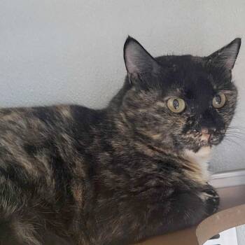 Grace -  Domestic Short Hair Cat for Adoption in Chattanooga, Tennessee - Grace | PetCurious