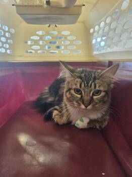 A139366 -  Domestic Medium Hair Cat for Adoption in Palmetto, Florida - A139366 | PetCurious