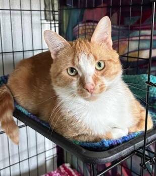 Domestic Short Hair Cats Available for Adoption in Cumberland, Maine - Indiana Jones | PetCurious