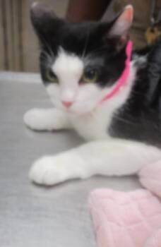 Stormy (624) -  Domestic Short Hair Cat for Adoption in Marietta, Georgia - Stormy (624) | PetCurious