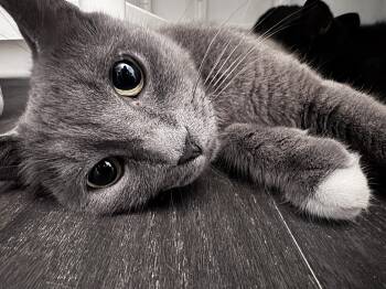 Sakura -  Domestic Short Hair Cat for Adoption in Vaughan, Ontario - Sakura | PetCurious