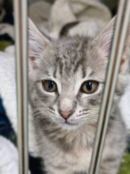 Luna -  Tabby Cat for Adoption in Oriental, North Carolina - Luna | PetCurious