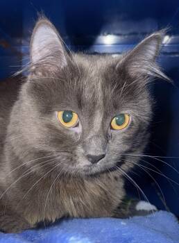 Smokey -  Domestic Medium Hair Cat for Adoption in Sault Ste. Marie, Michigan - Smokey | PetCurious