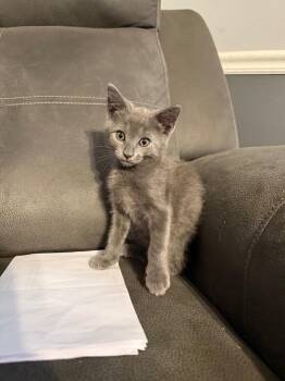 Ash -  Domestic Short Hair Cat for Adoption in Evans, Georgia - Ash | PetCurious