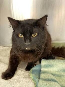 Domestic Medium Hair Cats Available for Adoption in Sacramento, California - Dr. Robinavitch 