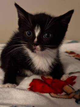 Ariel -  Domestic Short Hair Cat for Adoption in Darien, Georgia - Ariel | PetCurious