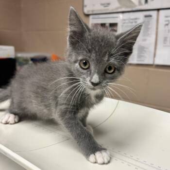 Domestic Short Hair Cats Available for Adoption in Newport, North Carolina - Monopoly | PetCurious
