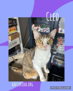 Rescue Calico and Domestic Short Hair Cats for Adoption in Pensacola, Florida - Cleo | PetCurious