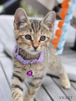 Domestic Short Hair Cats Available for Adoption in Conroe, Texas - Violet | PetCurious