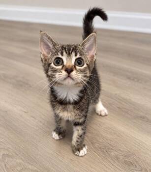 Primm -  Domestic Short Hair and Tabby Cat for Adoption in Concord, North Carolina - Primm | PetCurious