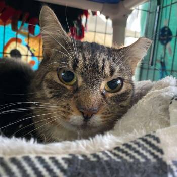Rescue Domestic Short Hair Cats for Adoption in Hampton Bays, New York - Alana | PetCurious