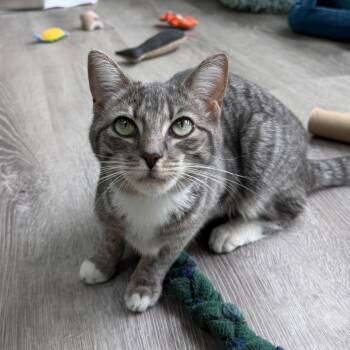 Domestic Short Hair Cats Available for Adoption in State College, Pennsylvania - Bernice | PetCurious