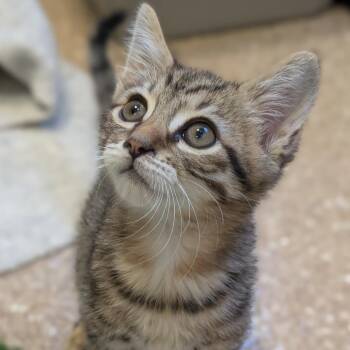Herald -  Domestic Medium Hair Cat for Adoption in Sonoma, California - Herald | PetCurious