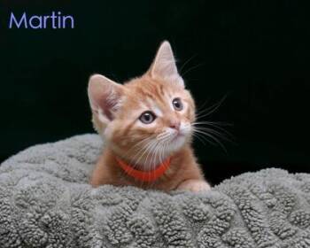 Domestic Short Hair Cats Available for Adoption in Parma, Ohio - Martin | PetCurious