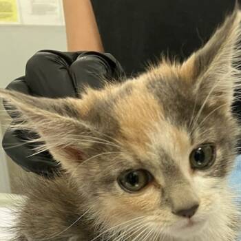 Rescue Domestic Short Hair Cats for Adoption in Las Cruces, New Mexico - 100694 | PetCurious