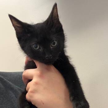Cozumel 050708U -  Domestic Short Hair Cat for Adoption in Tupelo, Mississippi - Cozumel 050708U | PetCurious