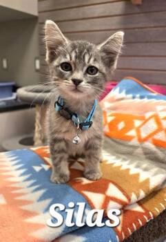 Silas -  Domestic Short Hair Cat for Adoption in Sidney, Ohio - Silas | PetCurious