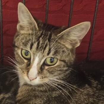 Mama Moona -  Domestic Short Hair Cat for Adoption in Danbury, Connecticut - Mama Moona | PetCurious