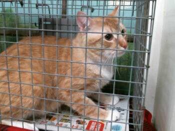 Domestic Short Hair Cats Available for Adoption in Houston, Texas - TERIYAKI | PetCurious