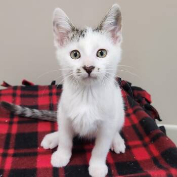 Yogi -  Domestic Short Hair Cat for Adoption in Marshfield, Wisconsin - Yogi | PetCurious