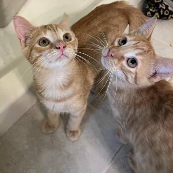 0826-137 Chicken Tender -  Domestic Short Hair Cat for Adoption in Abingdon, Maryland - 0826-137 Chicken Tender | PetCurious