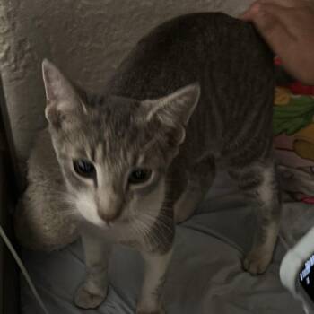 Lake Coming In -  Domestic Short Hair Cat for Adoption in Clifton, New Jersey - Lake Coming In | PetCurious