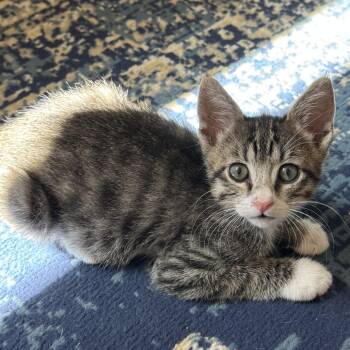 Tabby Cats Available for Adoption in Pasco, Washington - Tums | PetCurious