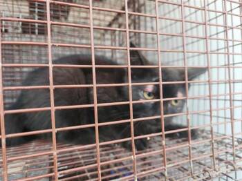 A658325 -  Domestic Short Hair Cat for Adoption in Houston, Texas - A658325 | PetCurious