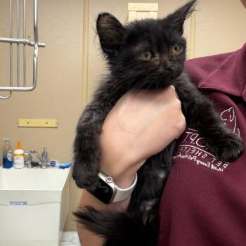 Melas -  Domestic Short Hair Cat for Adoption in Naperville, Illinois - Melas | PetCurious