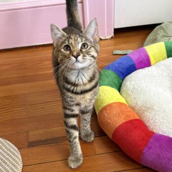 26-185 Portia -  Domestic Short Hair Cat for Adoption in North Branford, Connecticut - 26-185 Portia | PetCurious