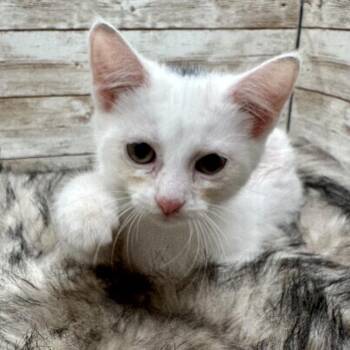 Jenny -  Domestic Short Hair Cat for Adoption in Lexington, Kentucky - Jenny | PetCurious