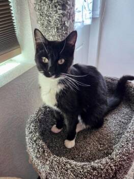 Mittens -  Domestic Short Hair Cat Available for Adoption in Gillette, Wyoming - Mittens | PetCurious