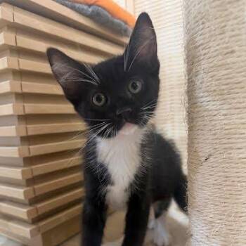 Jafar -  Domestic Short Hair Cat for Adoption in Tustin, California - Jafar | PetCurious