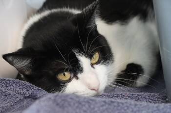 Domestic Short Hair Cats Available for Adoption - Myka | PetCurious