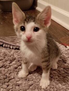 Hulu26 -  Domestic Short Hair Cat for Adoption in Youngsville, North Carolina - Hulu26 | PetCurious