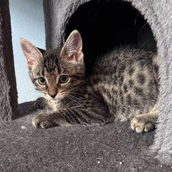 Copper -  Domestic Short Hair and Tabby Cat for Adoption in East Amherst, New York - Copper | PetCurious