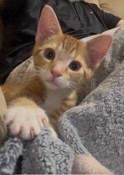 Wesley -  Domestic Short Hair Cat for Adoption in Park Row, Texas - Wesley | PetCurious