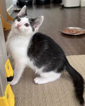 Domestic Short Hair Cats Available for Adoption in San Francisco, California - Fudge | PetCurious