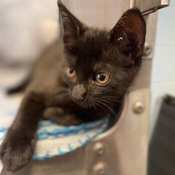 Xavier -  Domestic Short Hair Cat for Adoption in Valley, Alabama - Xavier | PetCurious